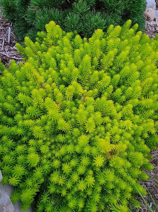 Image of Sedum rupestre 'Prima Angelina' PP 32,414 taken at Juniper Level Botanic Gdn, NC by JLBG
