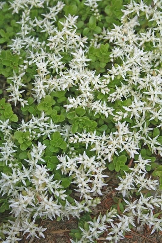 Image of Sedum ternatum 'Eclair' taken at Juniper Level Botanic Gdn, NC by JLBG