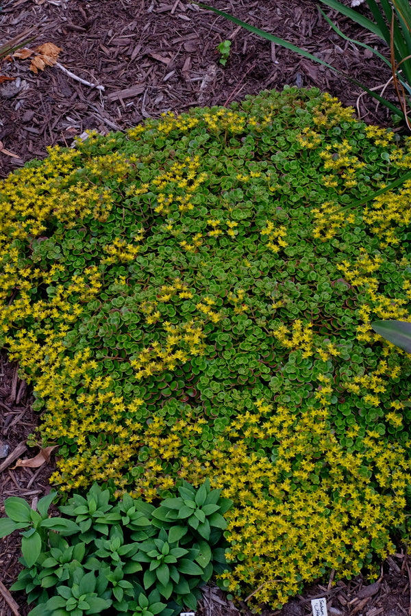 Image of Sedum tetractinum 'Little China' taken at Juniper Level Botanic Gdn, NC by JLBG