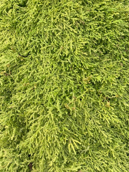 Image of Selaginella apoda taken at Juniper Level Botanic Gdn, NC by JLBG