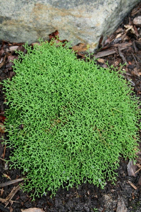 Image of Selaginella borealis taken at Juniper Level Botanic Gdn, NC by JLBG