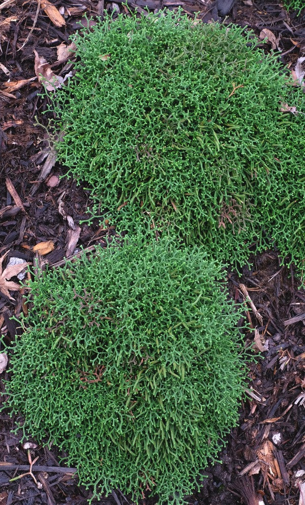 Image of Selaginella borealis taken at Juniper Level Botanic Gdn, NC by JLBG