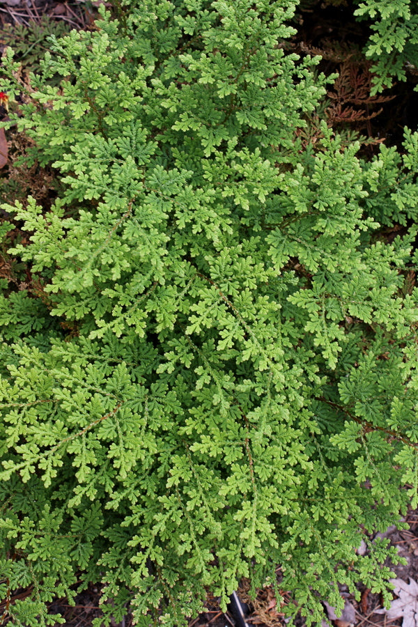 Image of Selaginella braunii taken at Juniper Level Botanic Gdn, NC by JLBG