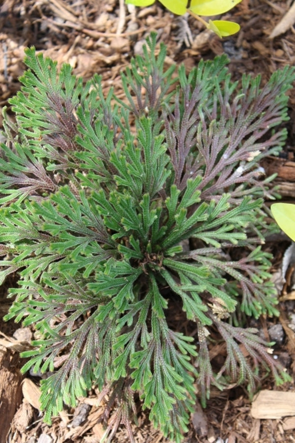 Image of Selaginella tamariscina 'Beni Kujaku' taken at Juniper Level Botanic Gdn, NC by JLBG