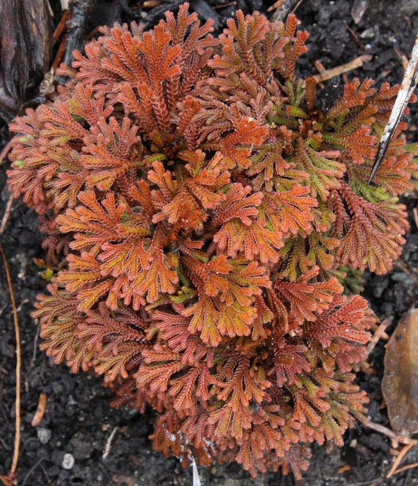 Image of Selaginella tamariscina 'Golden Sprite'