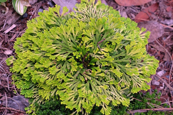 Image of Selaginella tamariscina 'Golden Sprite'