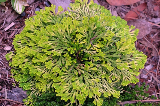 Image of Selaginella tamariscina 'Golden Sprite'