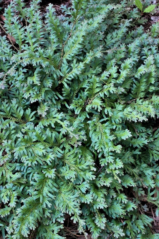 Image of Selaginella uncinata taken at Juniper Level Botanic Gdn, NC by JLBG