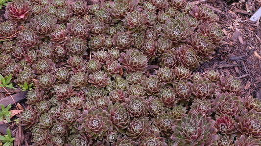 Image of Sempervivum 'Beta' taken at Juniper Level Botanic Gdn, NC by JLBG