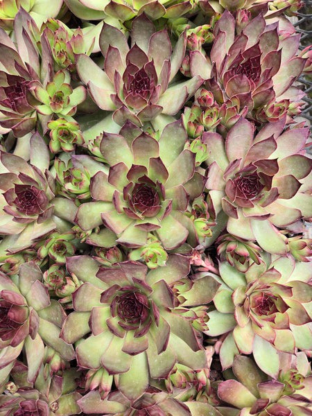 Image of Sempervivum 'Copper Canyon' PPAF taken at Juniper Level Botanic Gdn, NC by JLBG