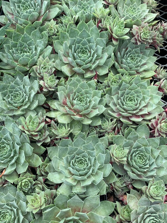 Image of Sempervivum 'Glacier Blue' PPAF taken at Juniper Level Botanic Gdn, NC by C. Hardison