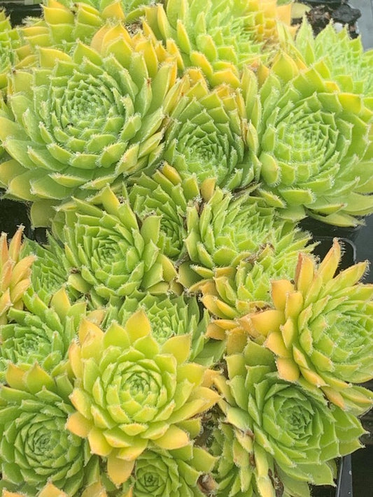 Image of Sempervivum 'Gold Dust' PPAF taken at Juniper Level Botanic Gdn, NC by C. Hardison