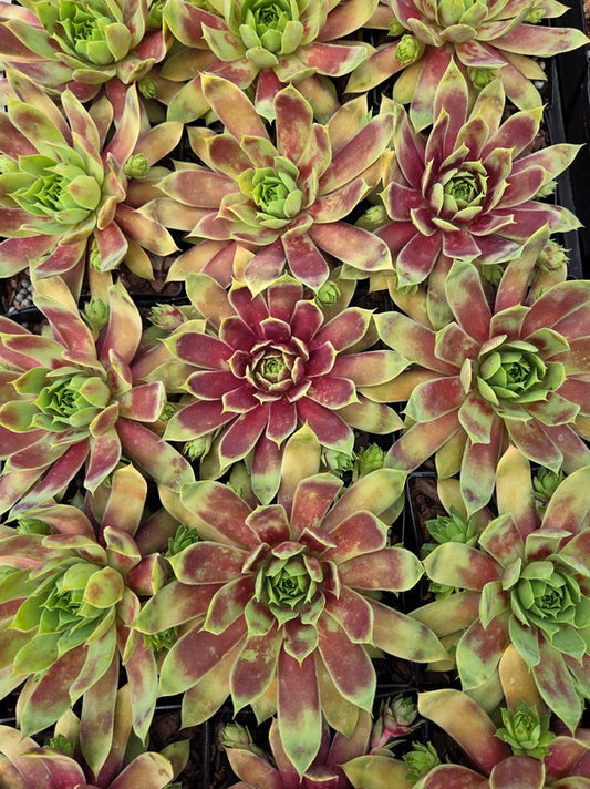 Image of Sempervivum 'Gold Mine' PPAF taken at Juniper Level Botanic Gdn, NC by JLBG