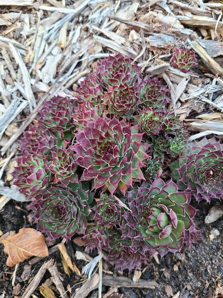 Image of Sempervivum 'Hordubal' taken at Juniper Level Botanic Gdn, NC by JLBG