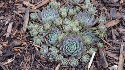 Image of Sempervivum 'Pacific Blue Ice' taken at Juniper Level Botanic Gdn, NC by JLBG