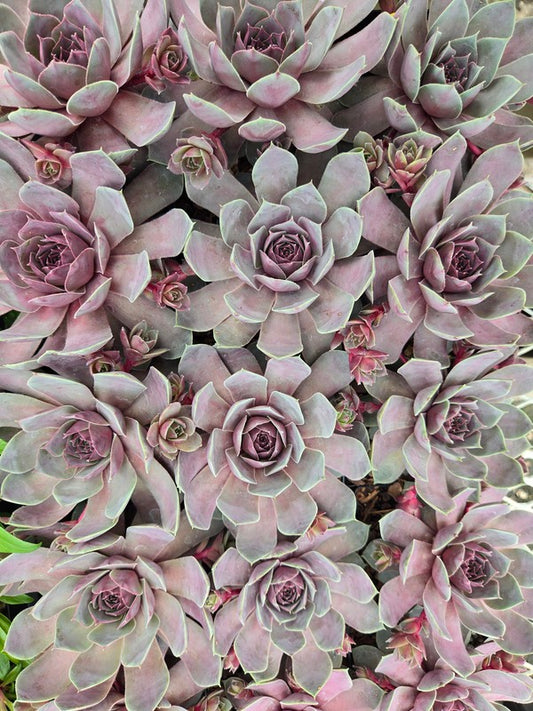 Image of Sempervivum 'Steel Appeal' PPAF taken at Juniper Level Botanic Gdn, NC by JLBG