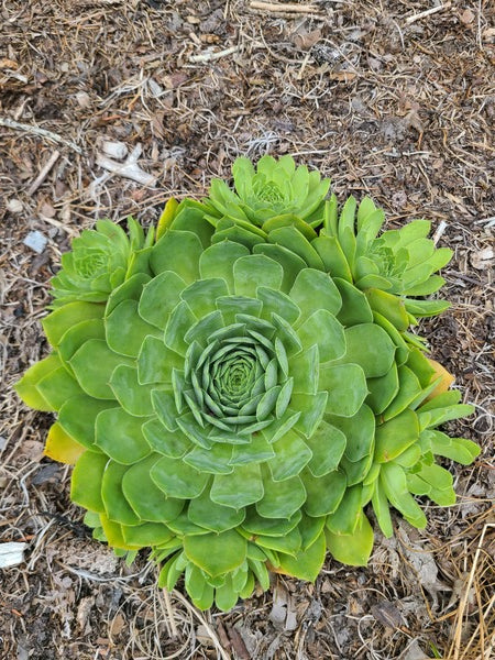 Image of Sempervivum 'SuperSemp Emerald' taken at Juniper Level Botanic Gdn, NC by JLBG