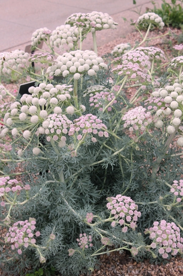 Seseli Learn about Seseli gummiferum | Moon Carrot | Perennial Encyclopedia