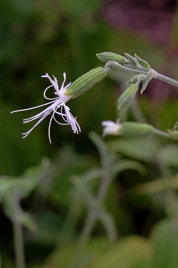 Image of Silene ovata
