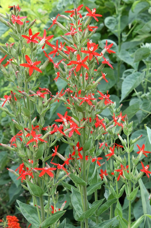 Image of Silene regia taken at Juniper Level Botanic Gdn, NC by JLBG