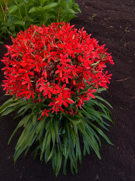 Silene virginica 'Forged by Fire' PP 36,247 | Forged by Fire Fire Pink