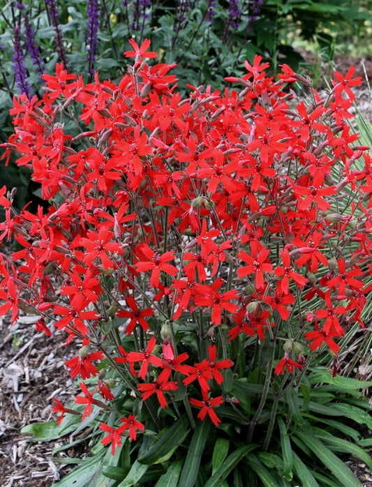 Image of Silene virginica 'Jackson Valentine' taken at Juniper Level Botanic Gdn, NC by JLBG