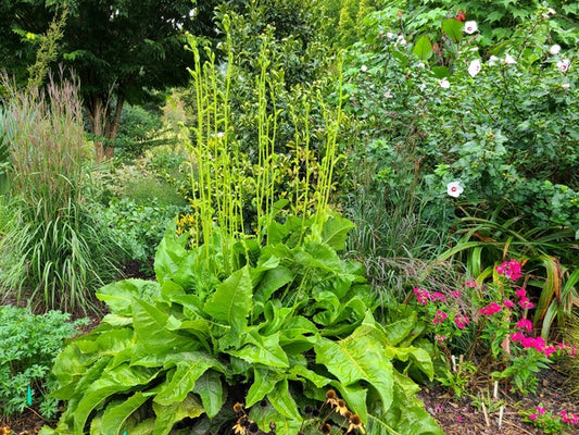 Image of Silphium terebinthinaceum 'Bain Relief' taken at Juniper Level Botanic Gdn, NC by JLBG
