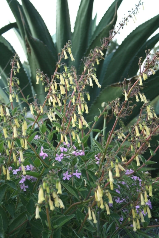 Image of Sinningia 'Bananas Foster' taken at Juniper Level Botanic Gdn, NC by JLBG