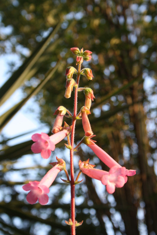 Image of Sinningia 'Carolyn' taken at Juniper Level Botanic Gdn, NC by JLBG
