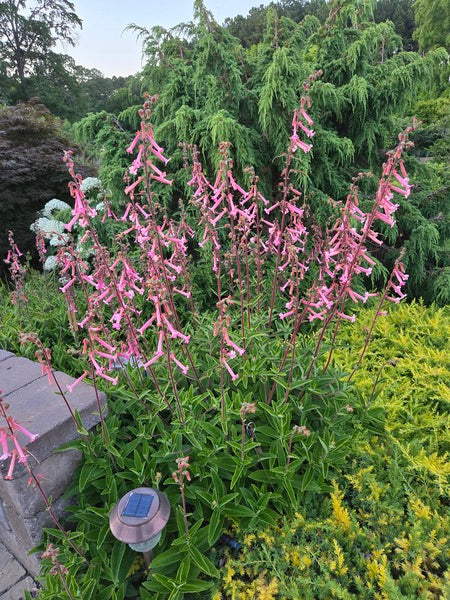 Image of Sinningia 'Carolyn' taken at Juniper Level Botanic Gdn, NC by JLBG