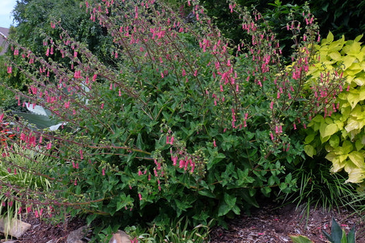 Image of Sinningia 'Cherries Jubilee' taken at Juniper Level Botanic Gdn, NC by JLBG