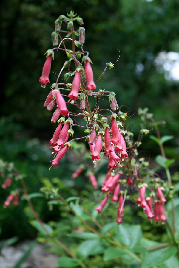 Image of Sinningia 'Towering Inferno'