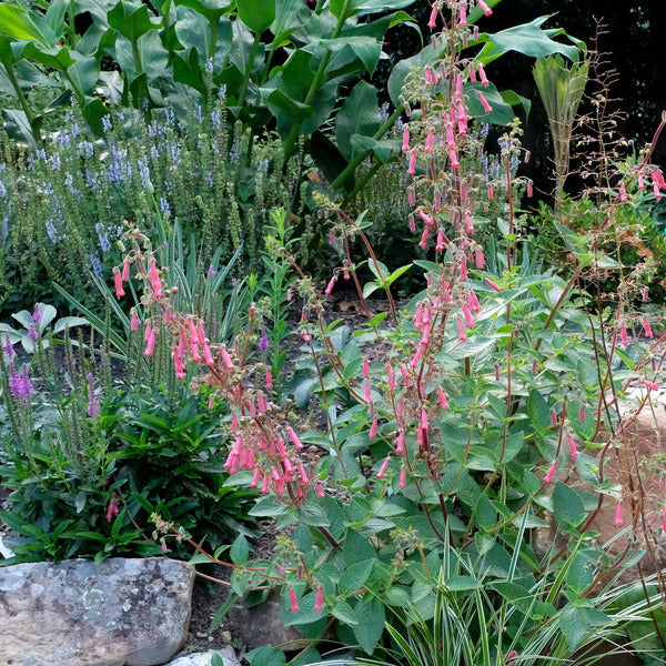 Image of Sinningia 'Towering Inferno' taken at Juniper Level Botanic Gdn, NC by JLBG