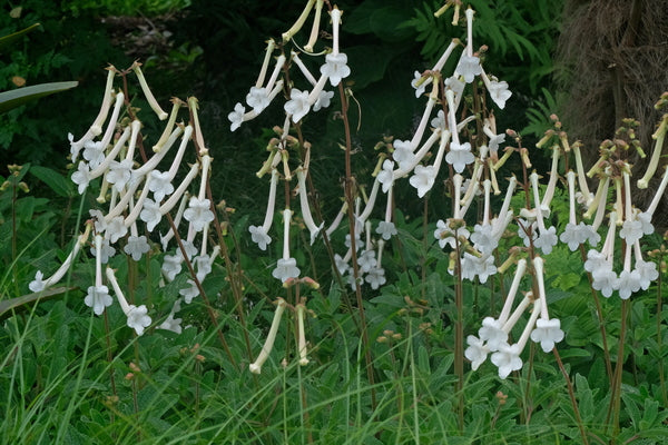 Image of Sinningia tubiflora taken at Juniper Level Botanic Gdn, NC