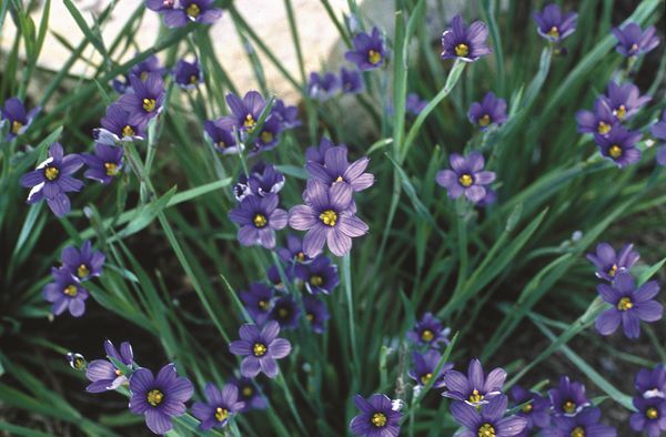 Image of Sisyrinchium angustifolium 'Lucerne' taken at H. Hansen Gdn, MN by H. Hansen