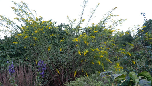 Image of Solidago mexicana 'Endless Stares' taken at Juniper Level Botanic Gdn, NC by JLBG
