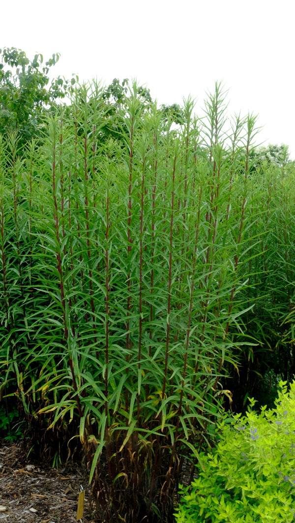 Image of Solidago mexicana 'Endless Stares' taken at Juniper Level Botanic Gdn, NC by JLBG