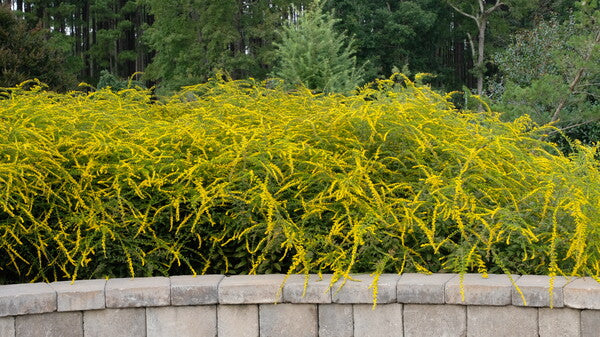 Image of Solidago rugosa 'Fireworks' taken at Juniper Level Botanic Gdn, NC by JLBG