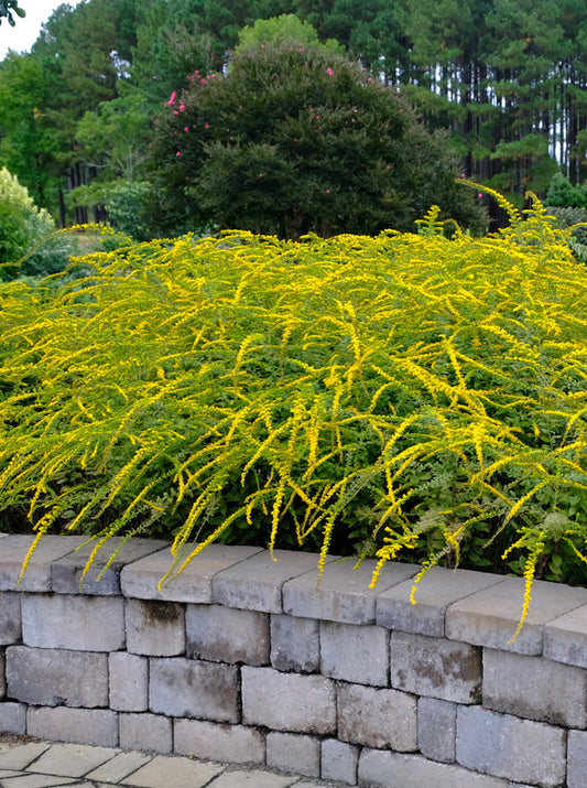 Image of Solidago rugosa 'Fireworks' taken at Juniper Level Botanic Gdn, NC by JLBG