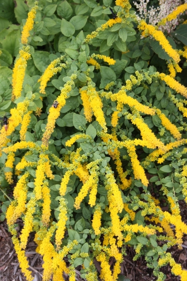Image of Solidago sphacelata 'Golden Fleece' taken at Juniper Level Botanic Gdn, NC by JLBG