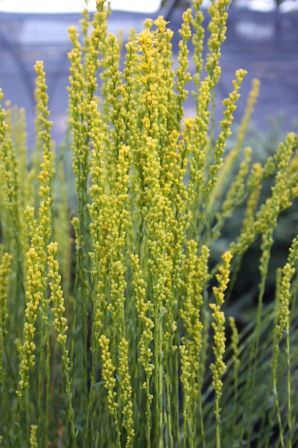 Solidago Golden Rockets Solidago stricta 'Yellow Rockets' | Yellow Rockets Wand Goldenrod