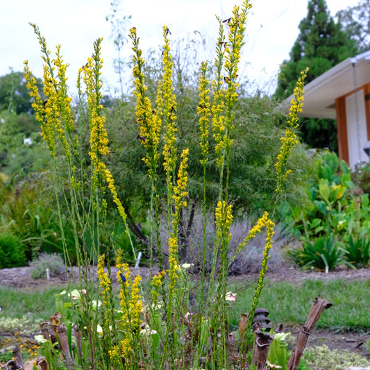 Image of Solidago virgata 'Golden Voices' taken at Juniper Level Botanic Gdn, NC by JLBG