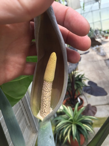 Image of Specialocasia vietnamensis 'Phat Chance' taken at Juniper Level Botanic Gdn, NC by JLBG