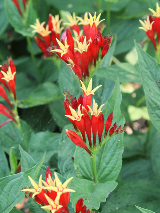Image of Spigelia marilandica 'Ragin Cajun' taken at Juniper Level Botanic Garden, Raleigh NC by JLBG