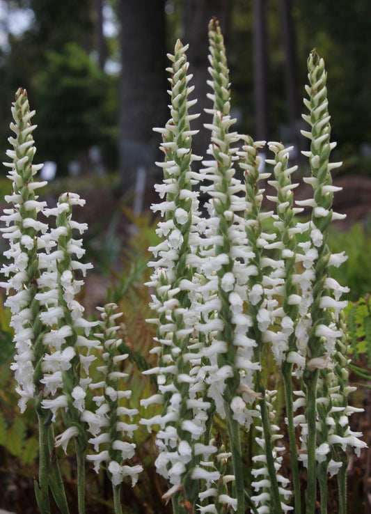 Image of Spiranthes bightensis 'Chadds Ford' taken at Juniper Level Botanic Gdn, NC by JLBG