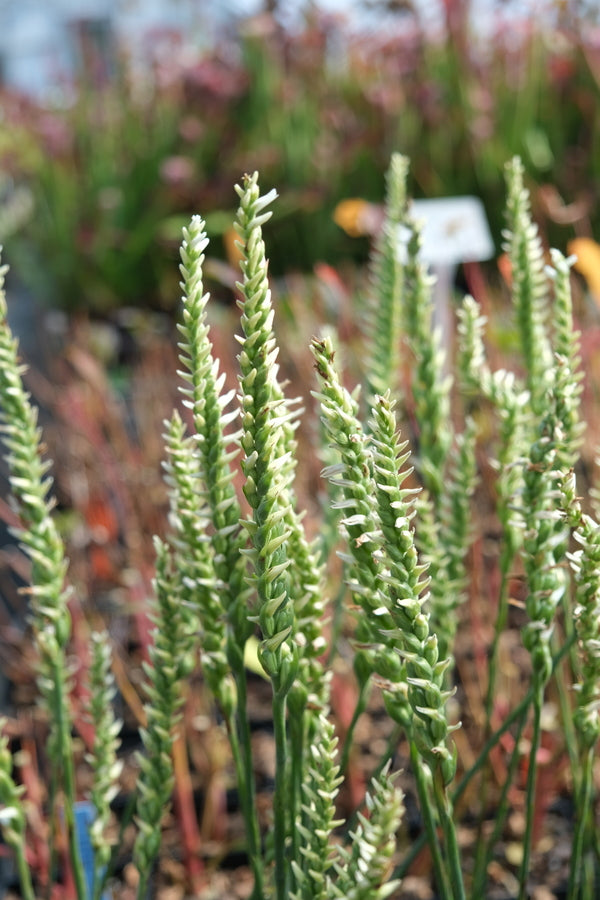 Image of Spiranthes cernua 'Tightlips' taken at Juniper Level Botanic Gdn, NC by JLBG