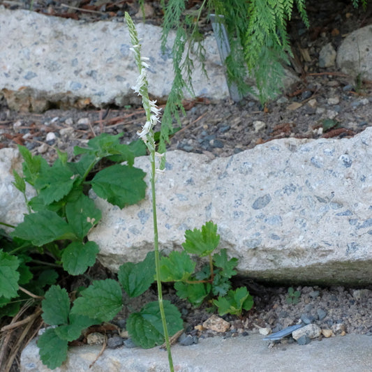 Image of Spiranthes vernalis 'Wake Up' taken at Juniper Level Botanic Gdn, NC by JLBG
