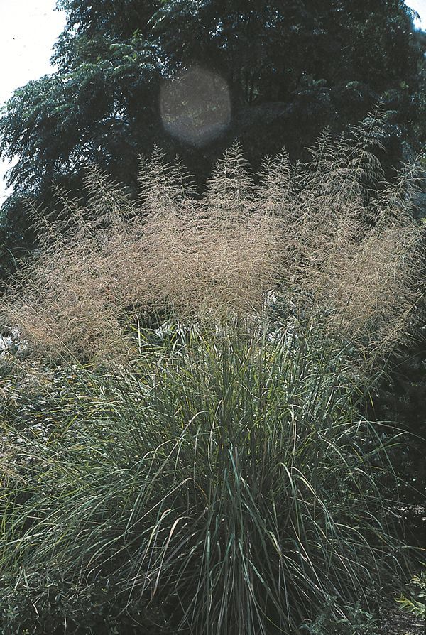 Image of Sporobolus wrightii 'Summer Fireworks' taken at Juniper Level Botanic Gdn, NC by JLBG