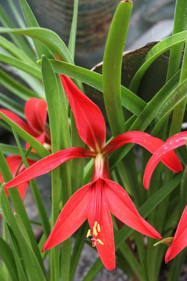 Lillyです Sprekelia formosissima | Aztec Lily