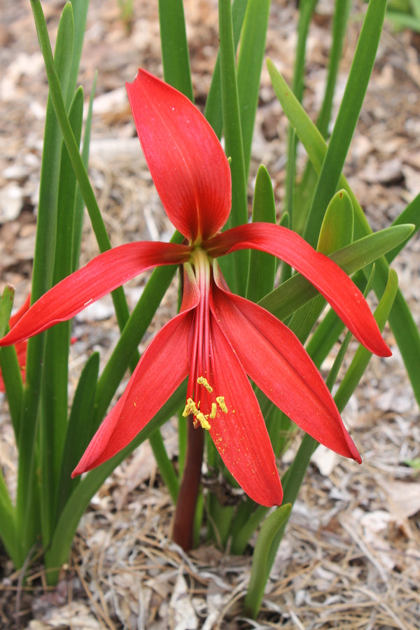 aztec lily flower Sprekelia Formosissima (Flower & Plant Seeds)